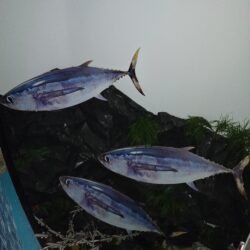 CDODECO007-IMG_20250414_110201749