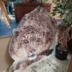 CDODECO008-IMG_20250527_143742637